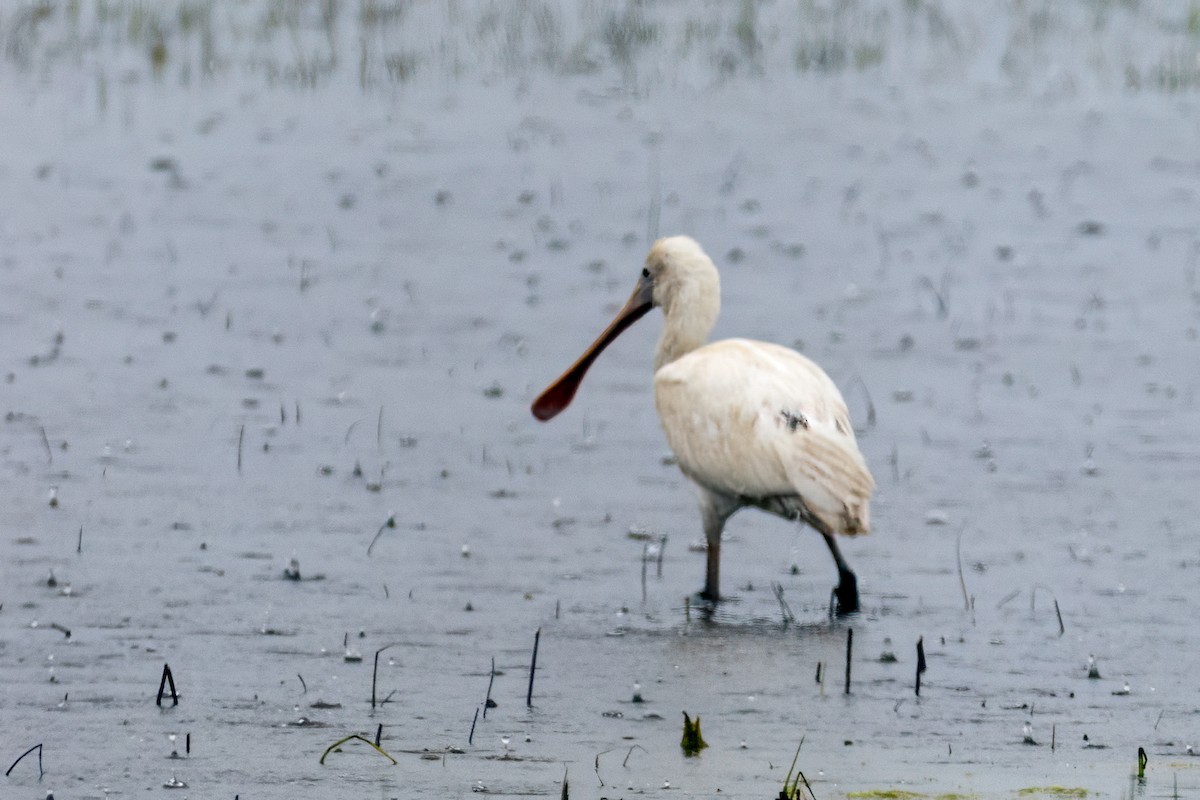 Yellow-billed Spoonbill - ML645116408