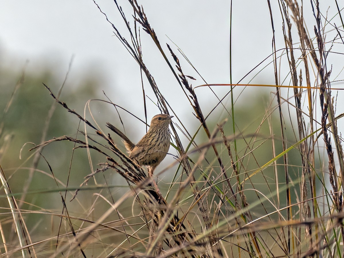 Striated Fieldwren - ML645116415