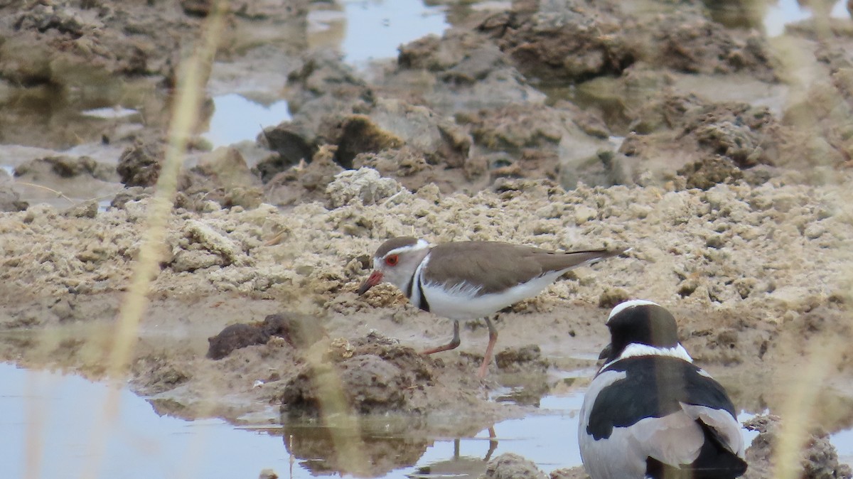 Three-banded Plover - ML645116434