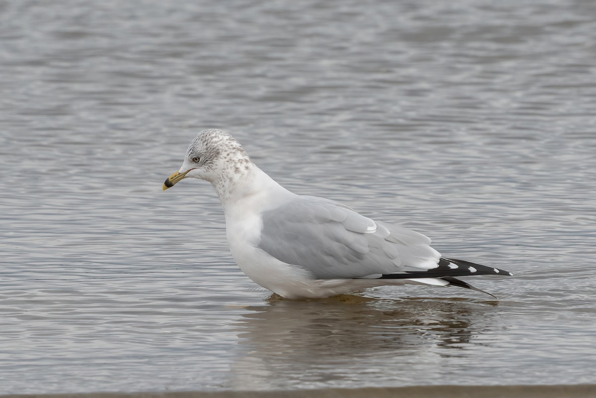 racek kroužkozobý - ML645116440