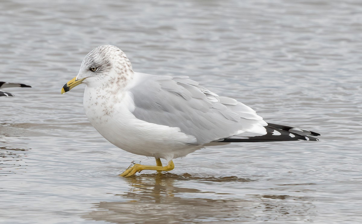 racek kroužkozobý - ML645116448