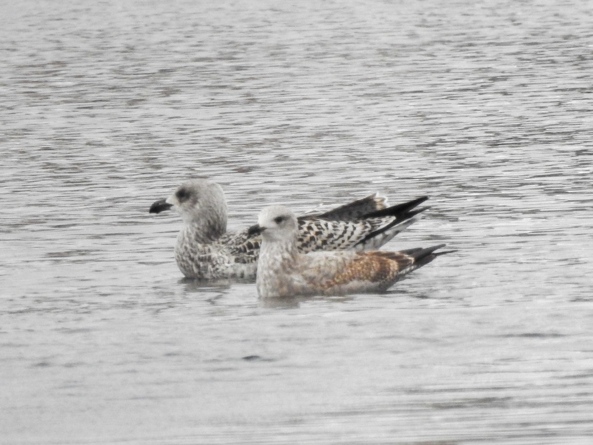 Great Black-backed Gull - ML645116451
