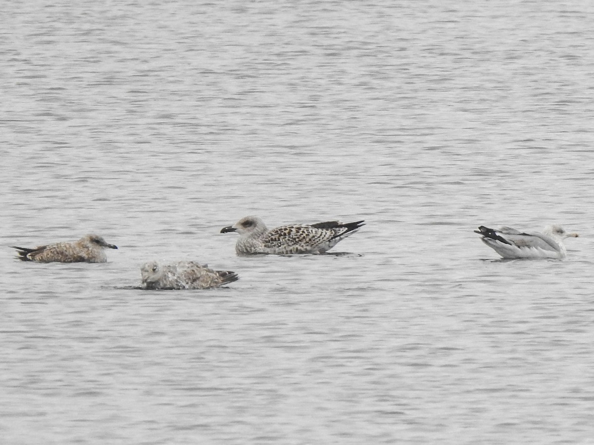 Great Black-backed Gull - ML645116452