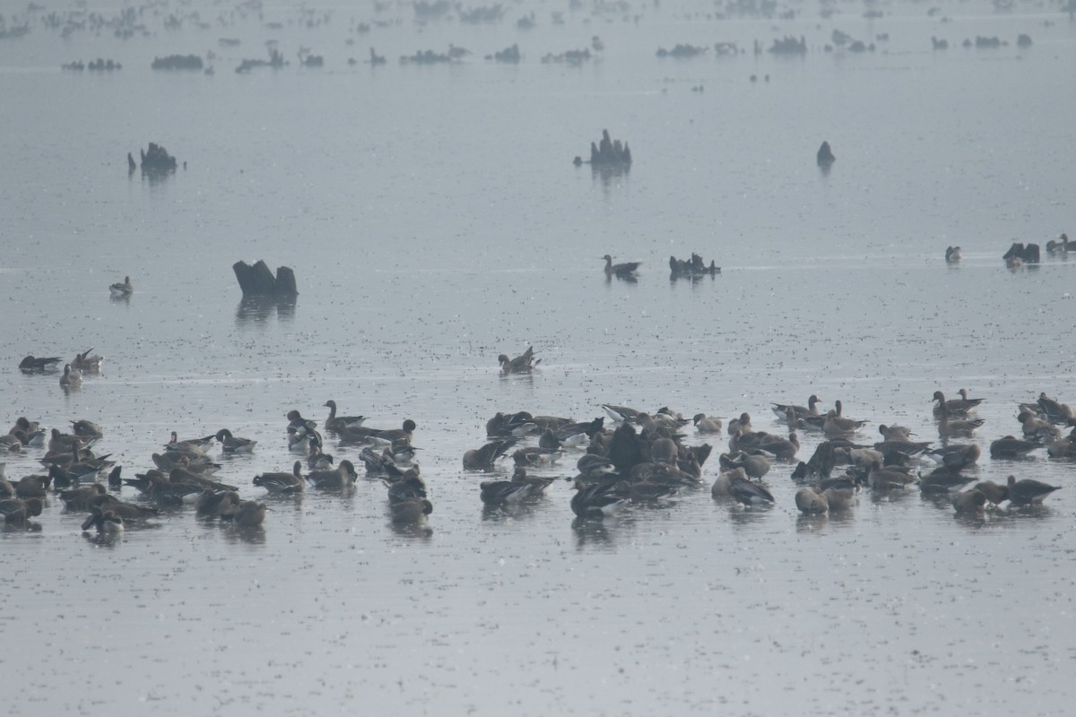 Greater White-fronted Goose - ML645116464