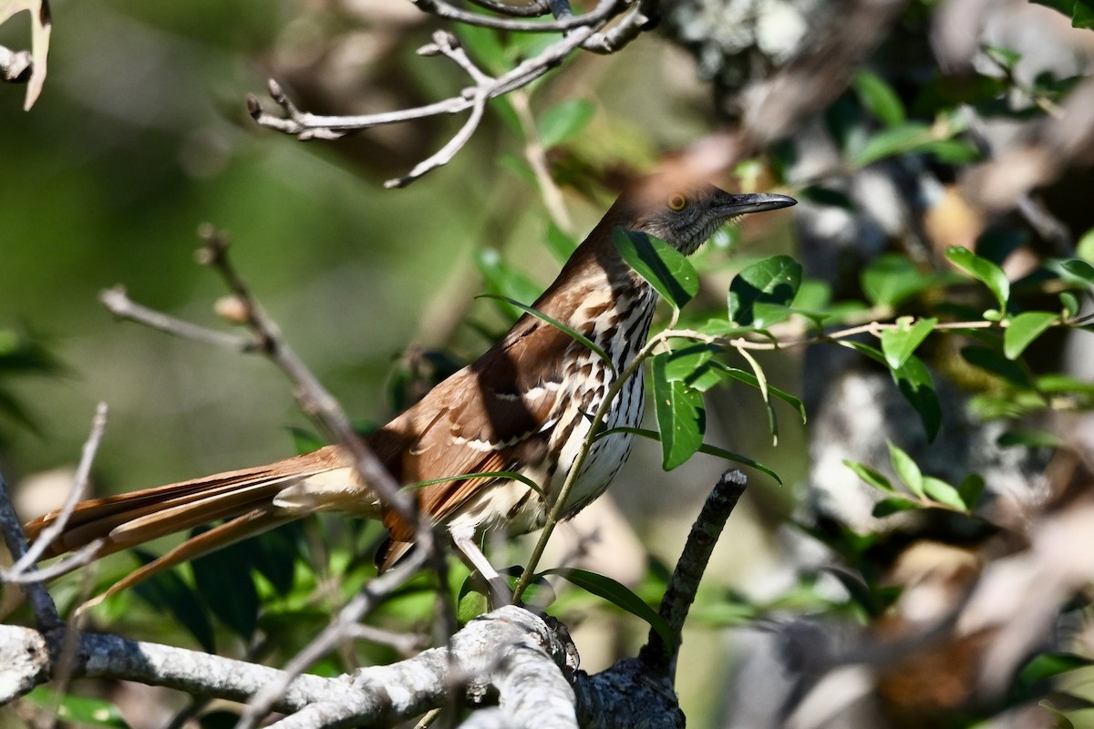דשוש חום - ML645116466