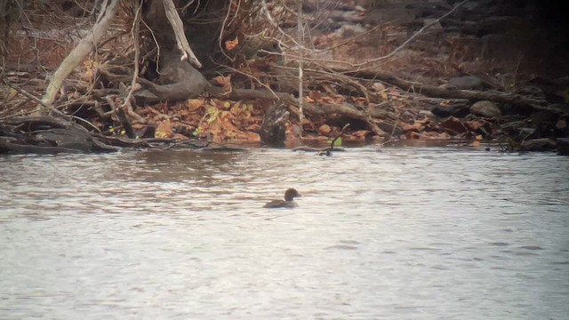 Barrow's Goldeneye - ML645116472