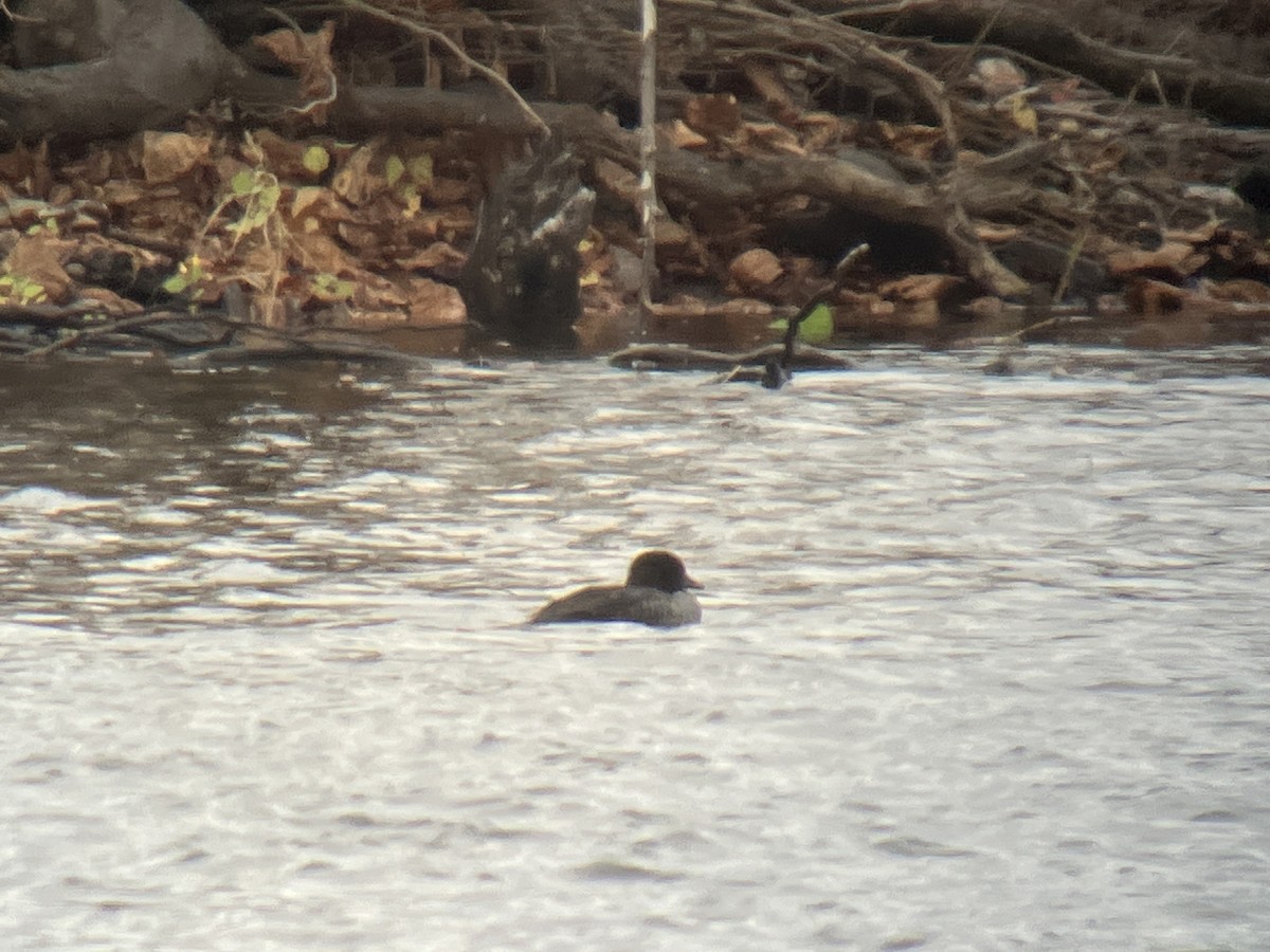 キタホオジロガモ - ML645116490