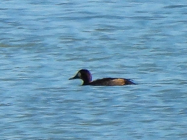 スズガモ - ML645116494