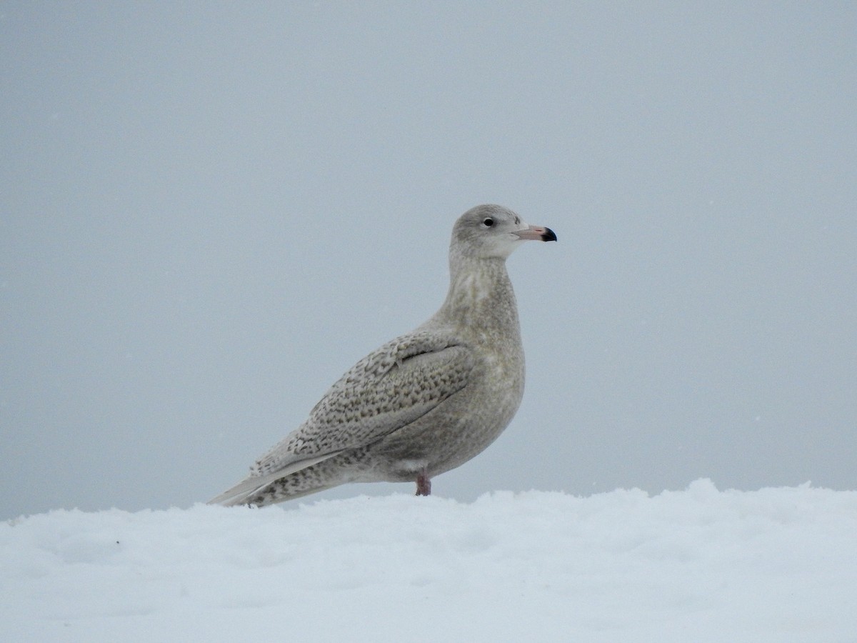 Glaucous Gull - ML645116505