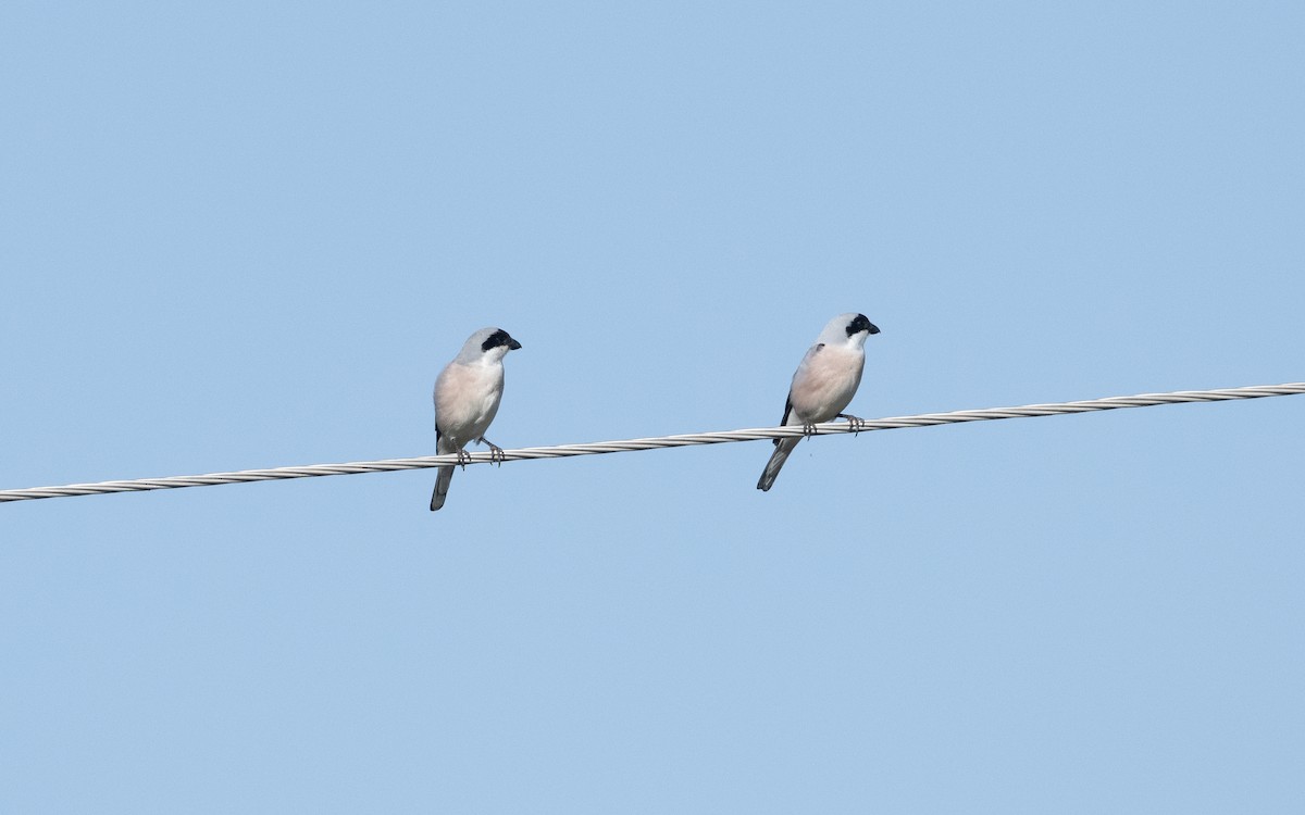 Чернолобый сорокопут - ML645116511