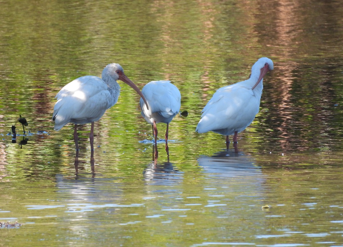 White Ibis - ML645116514