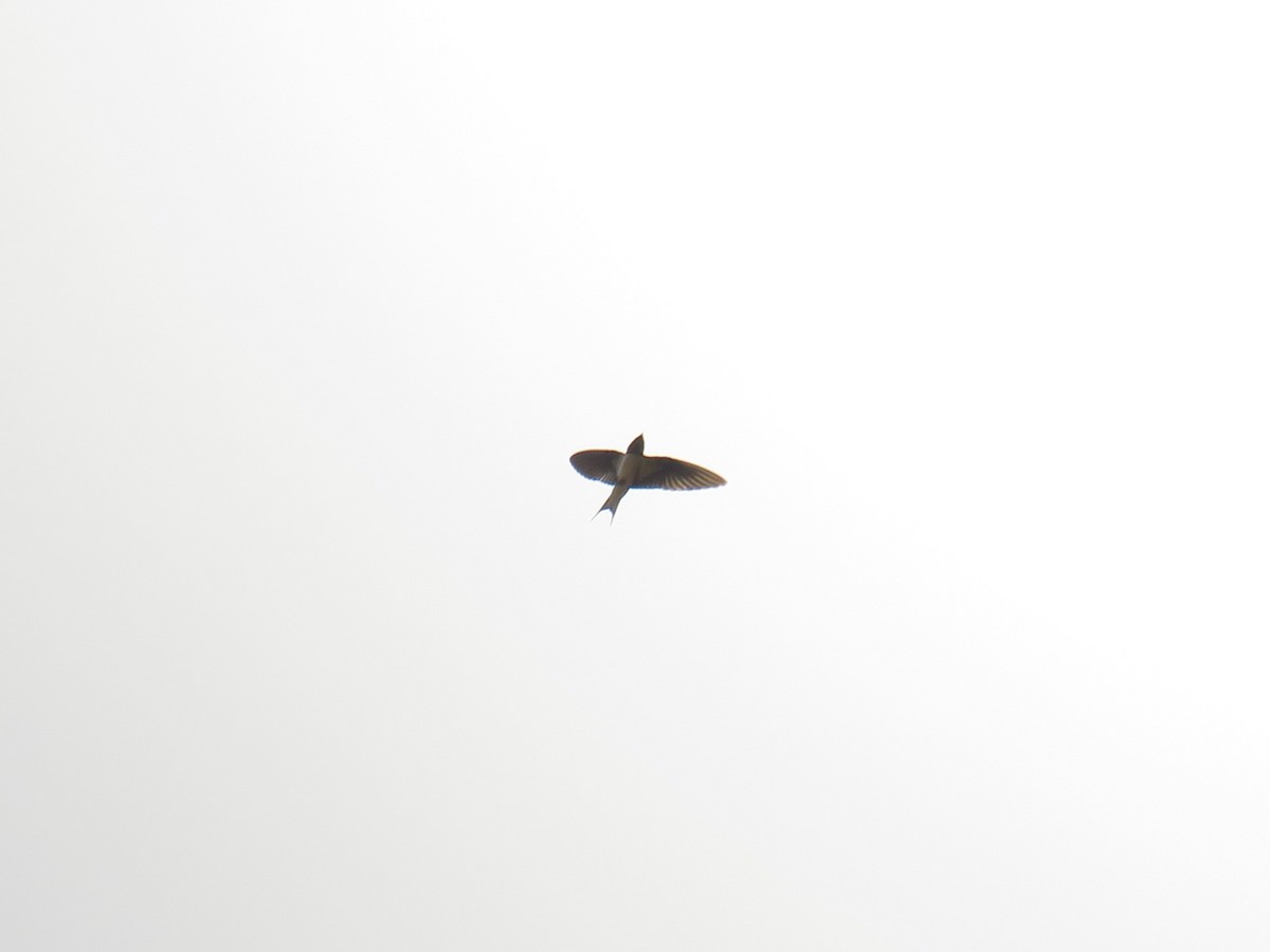 Певчая ласточка - ML645116524