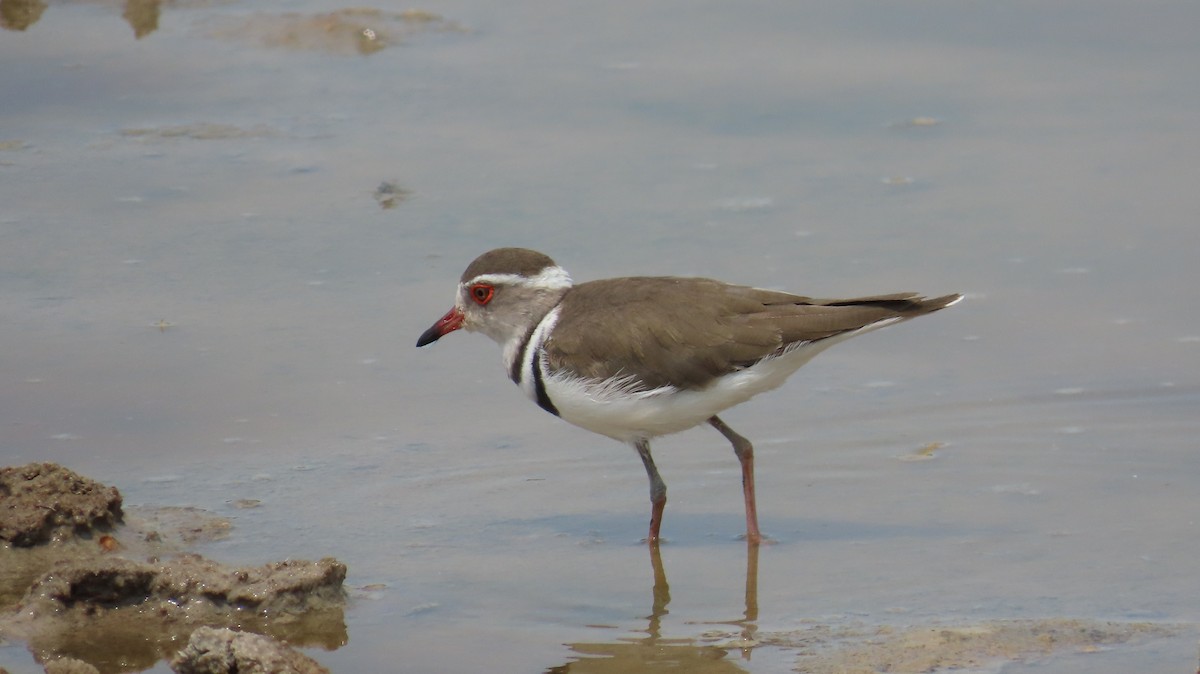 Three-banded Plover - ML645116526