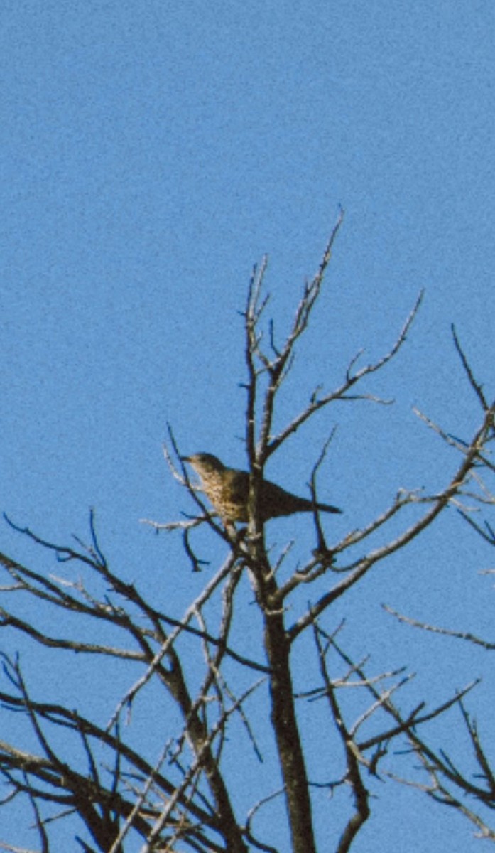 槲鶇 - ML645116527