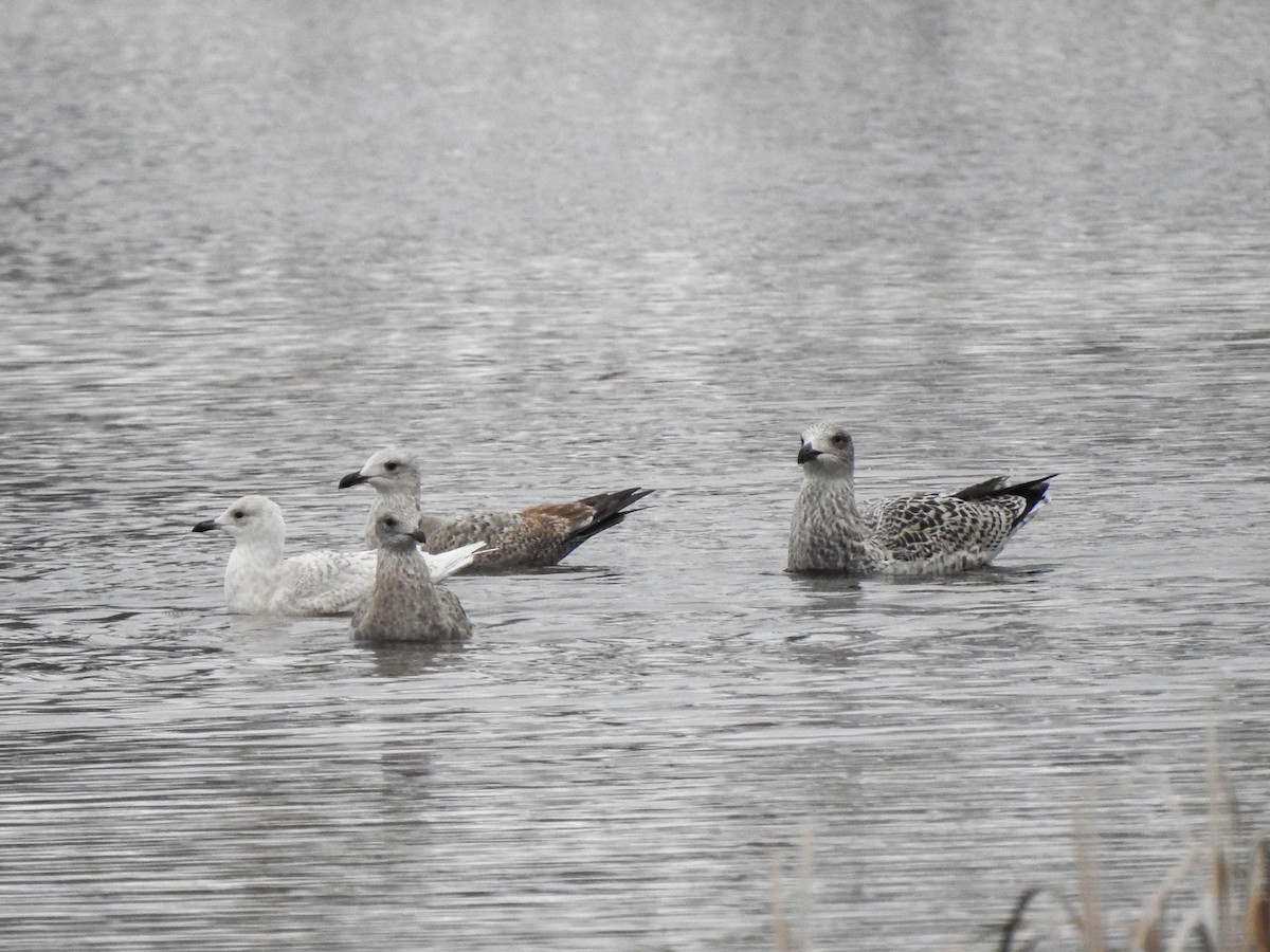 Iceland Gull - ML645116554