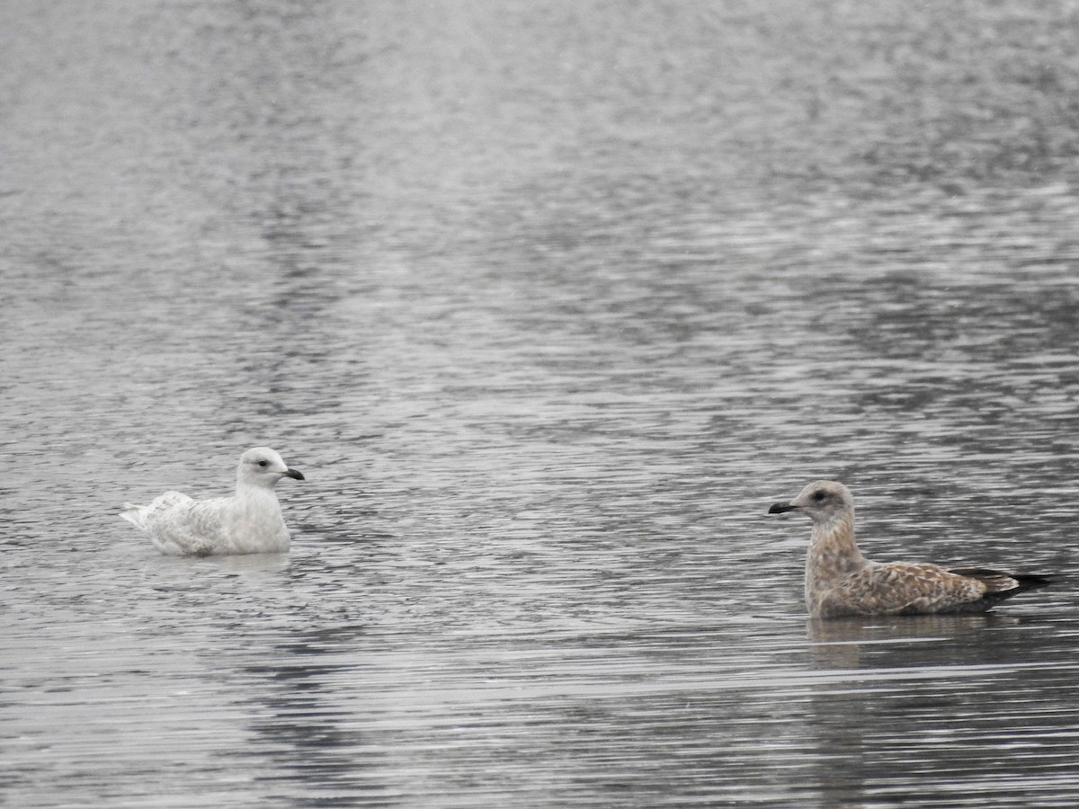 Iceland Gull - ML645116555