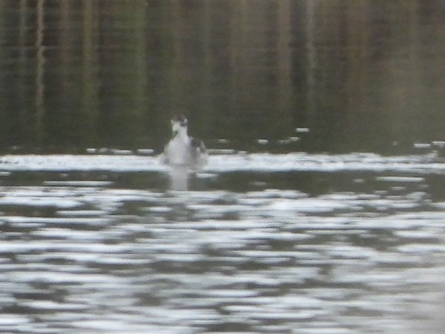 Нарийн сэлээхэй - ML645116557