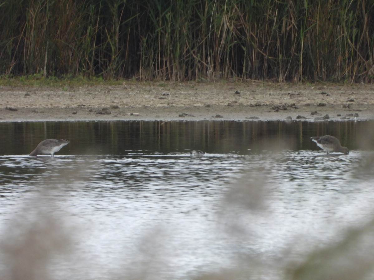 Нарийн сэлээхэй - ML645116560