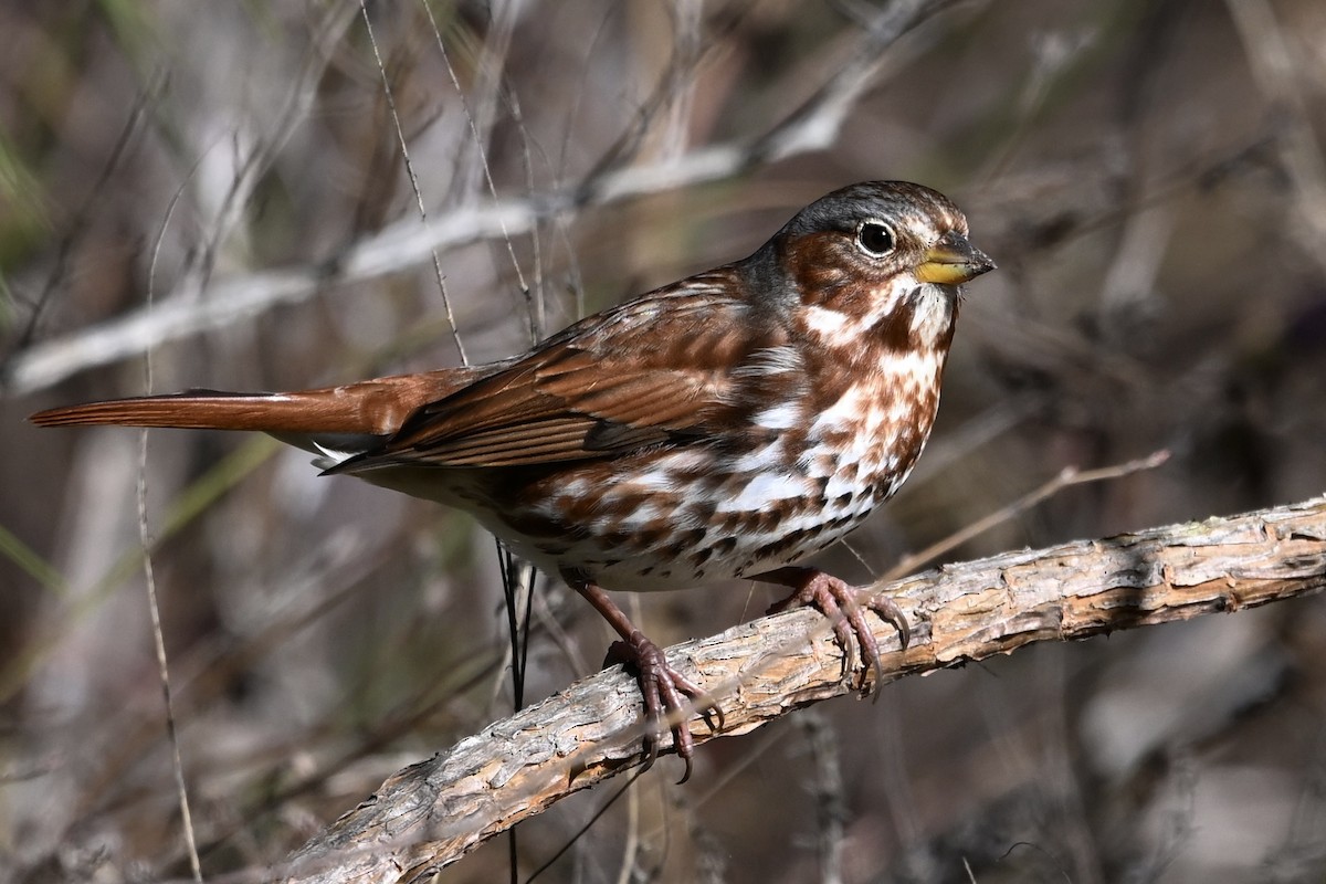 Fox Sparrow - ML645116564