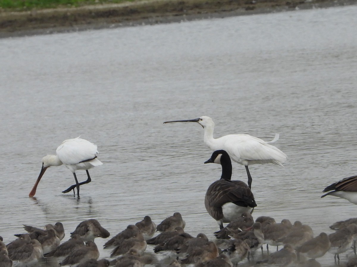 Халбаган хошуут - ML645116578