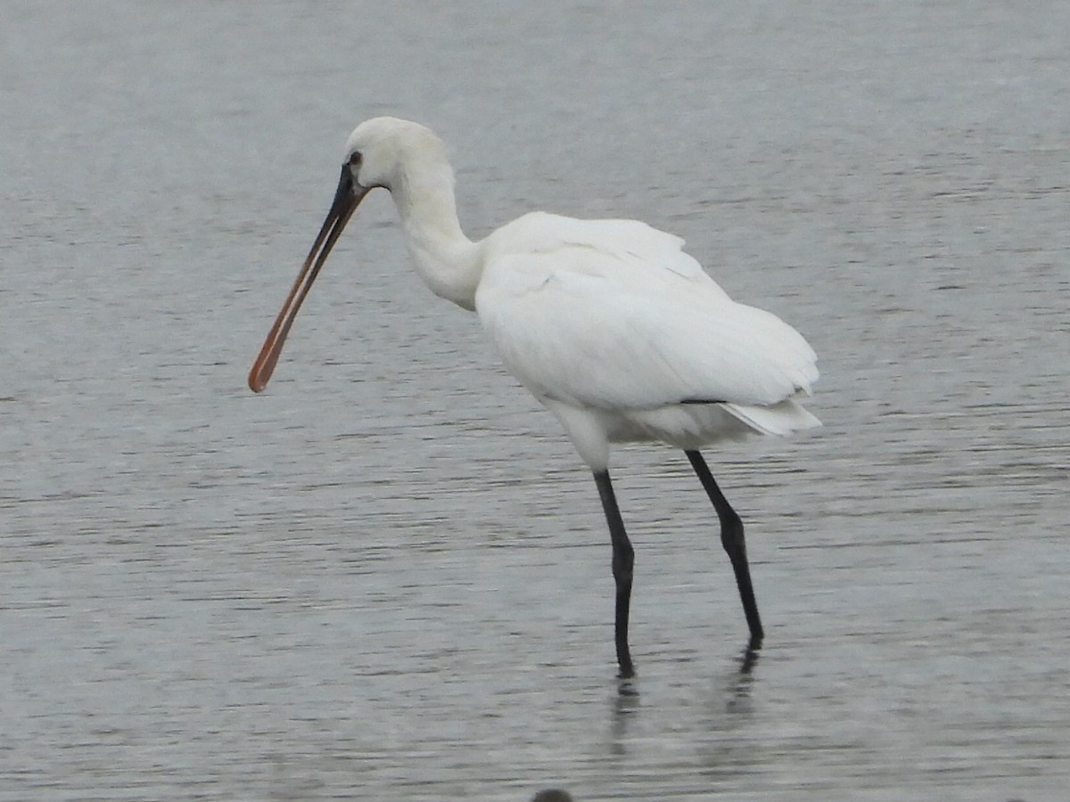 Халбаган хошуут - ML645116580