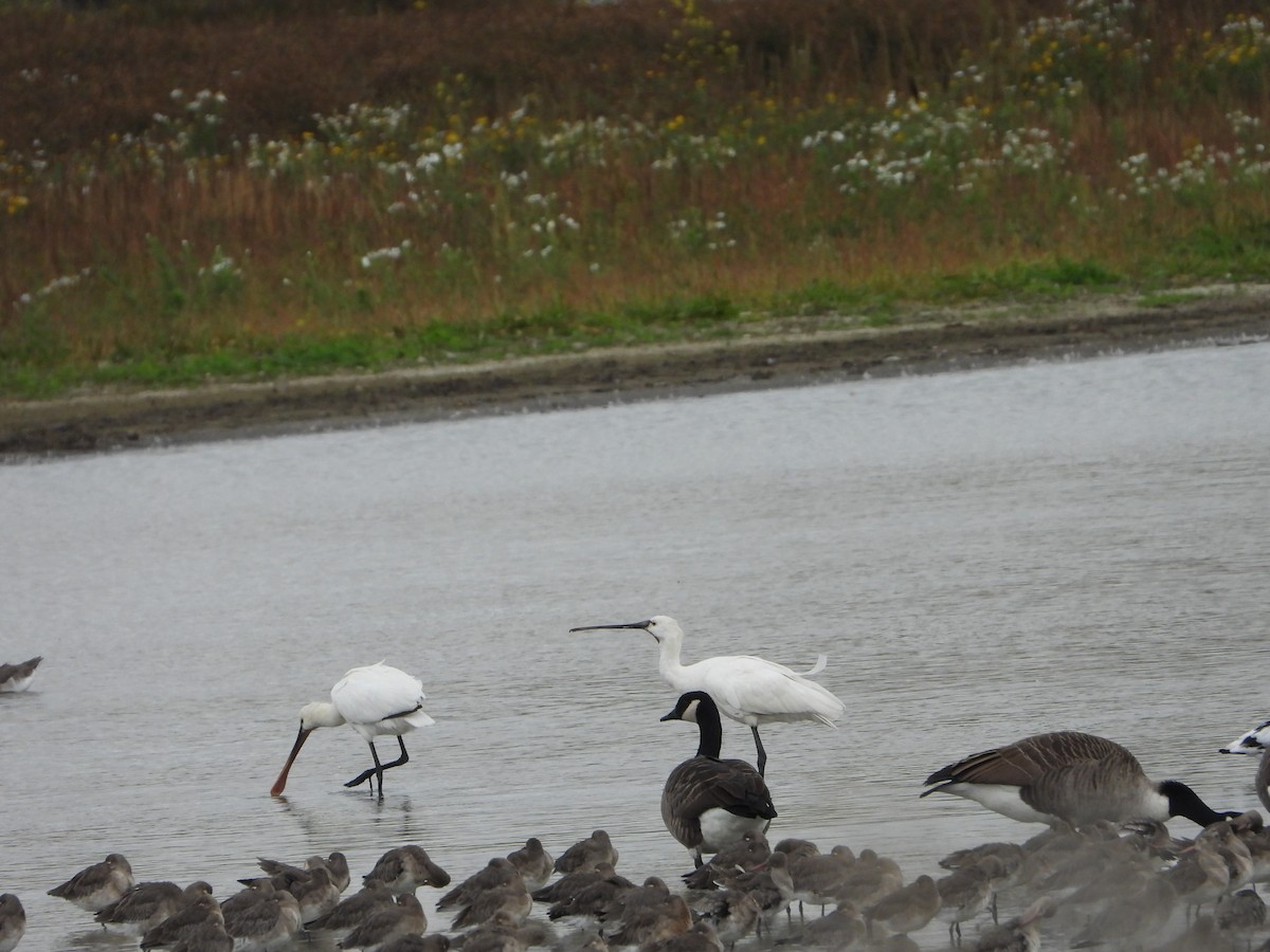 Халбаган хошуут - ML645116581