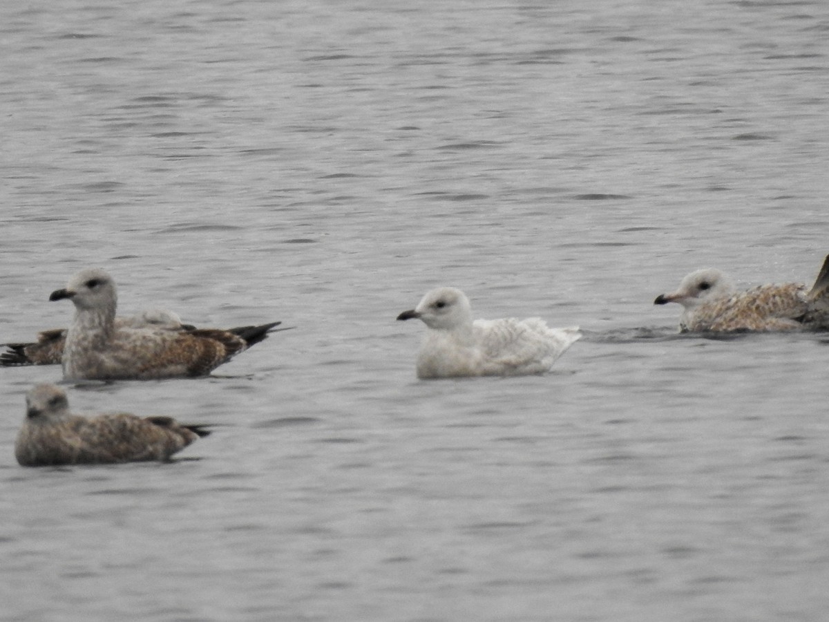 Iceland Gull - ML645116608