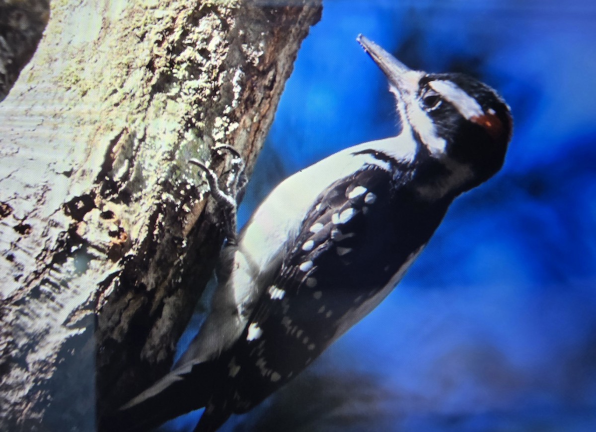Hairy Woodpecker - ML645116615
