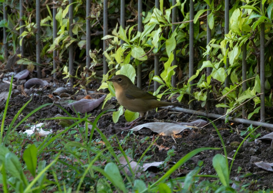 Common Yellowthroat - ML645116618
