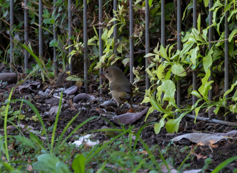 Common Yellowthroat - ML645116619