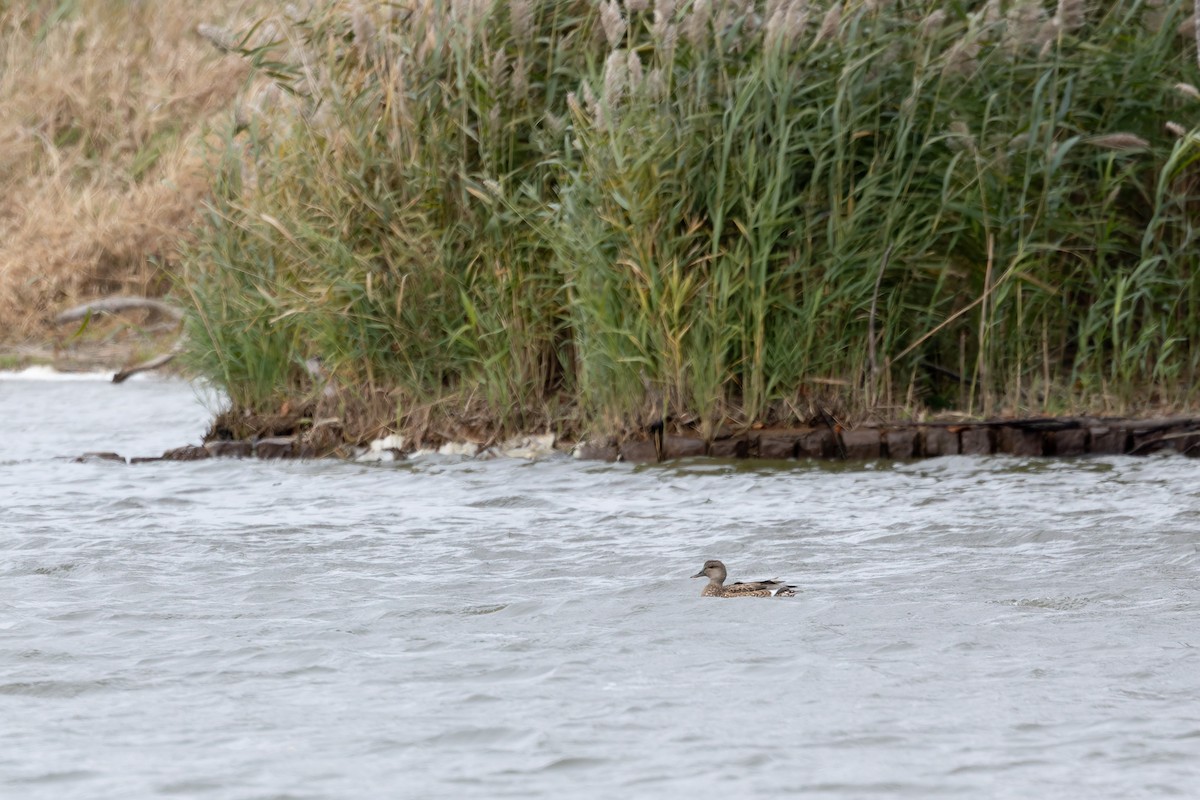 Ipar-ahatea - ML645116625