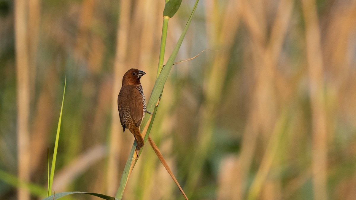 מוניה מפוספסת-חזה - ML645116637