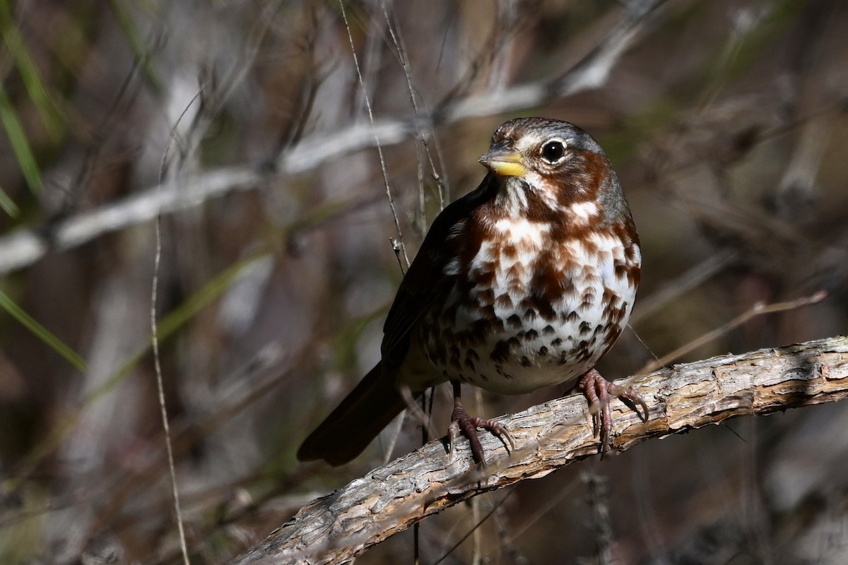 Fox Sparrow - ML645116640