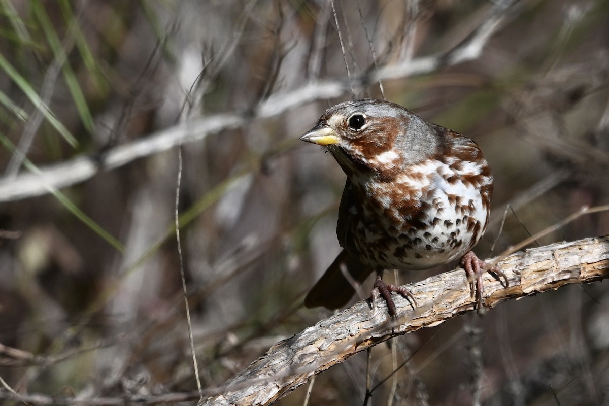 Fox Sparrow - ML645116641