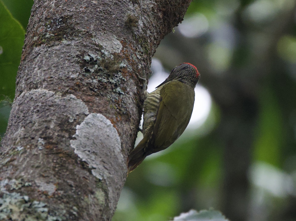 Cardinal Woodpecker - ML645116643