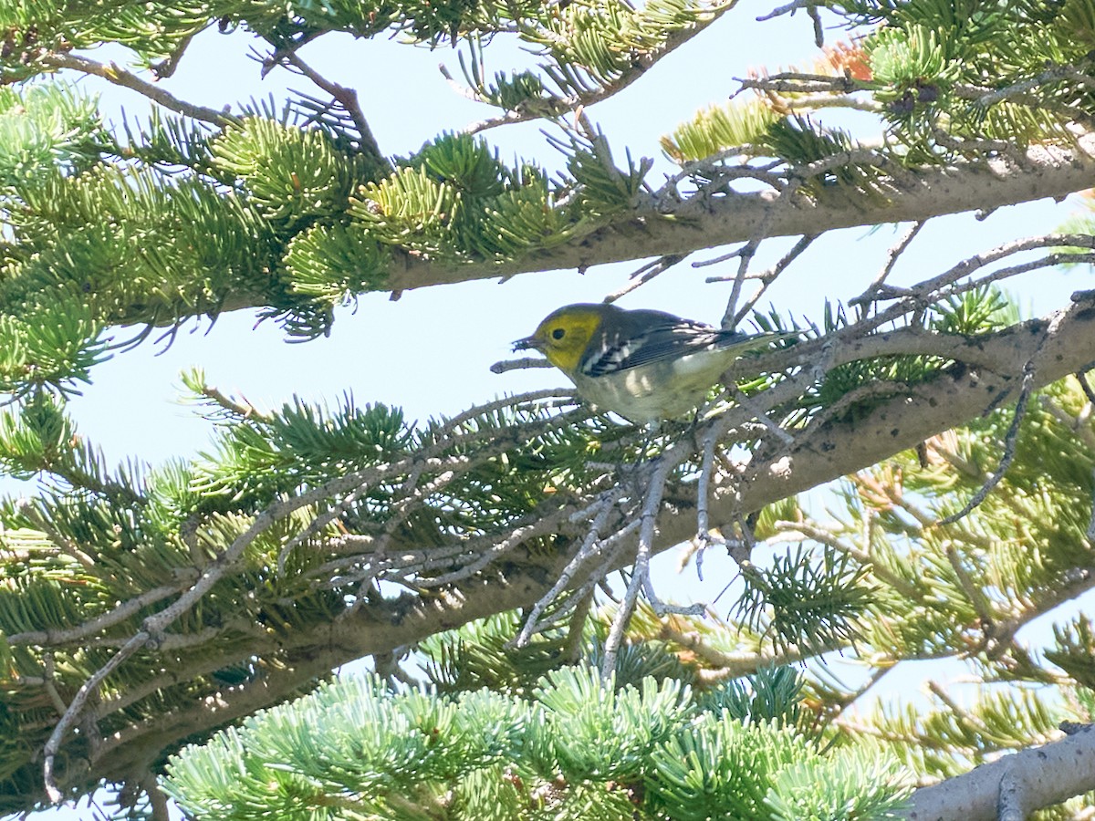 Paruline à tête jaune - ML645116646