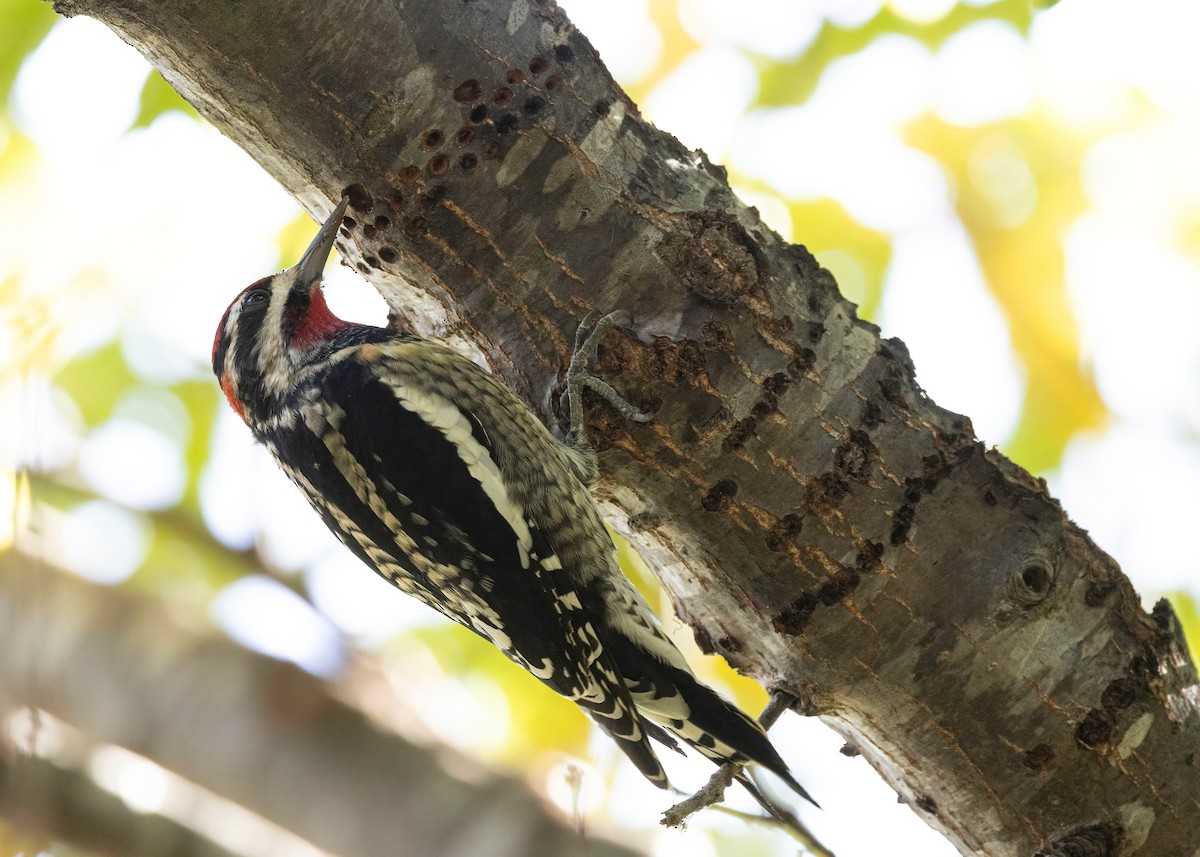 Rotnacken-Saftlecker - ML645116655