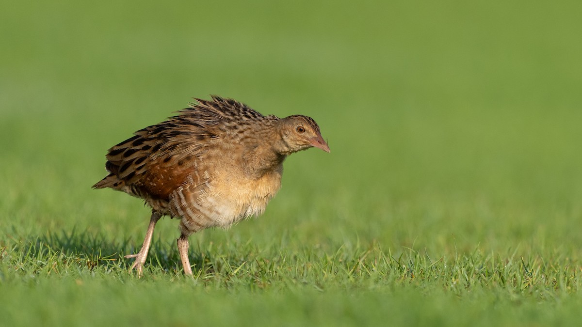 מלכישליו חלודי - ML645116667