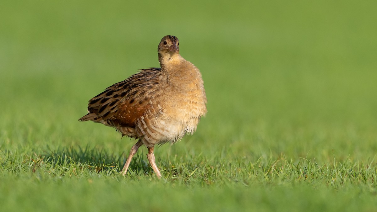 מלכישליו חלודי - ML645116668