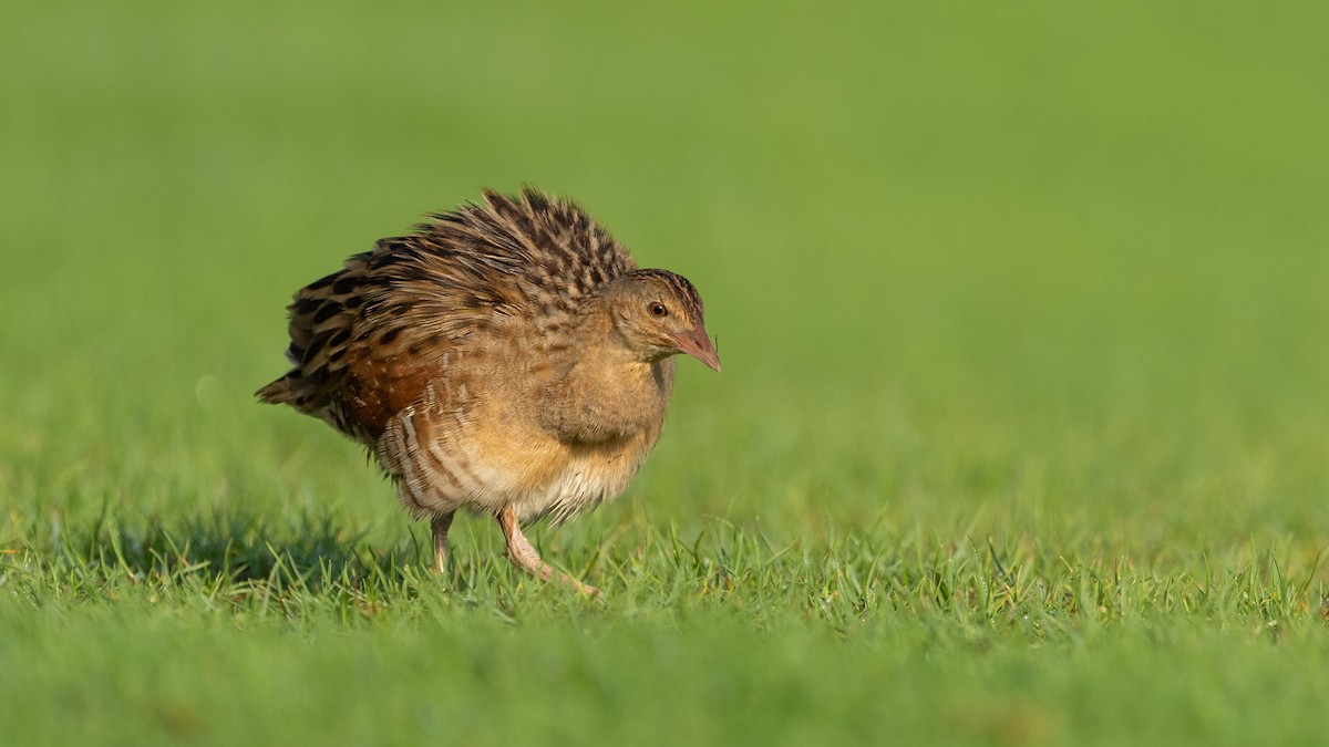 מלכישליו חלודי - ML645116669