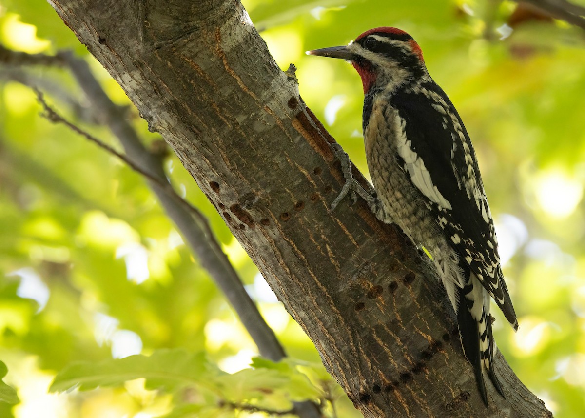 Rotnacken-Saftlecker - ML645116671