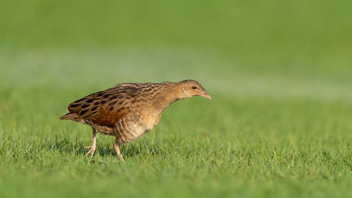 מלכישליו חלודי - ML645116673