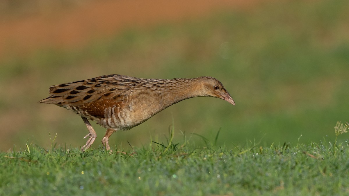 מלכישליו חלודי - ML645116674
