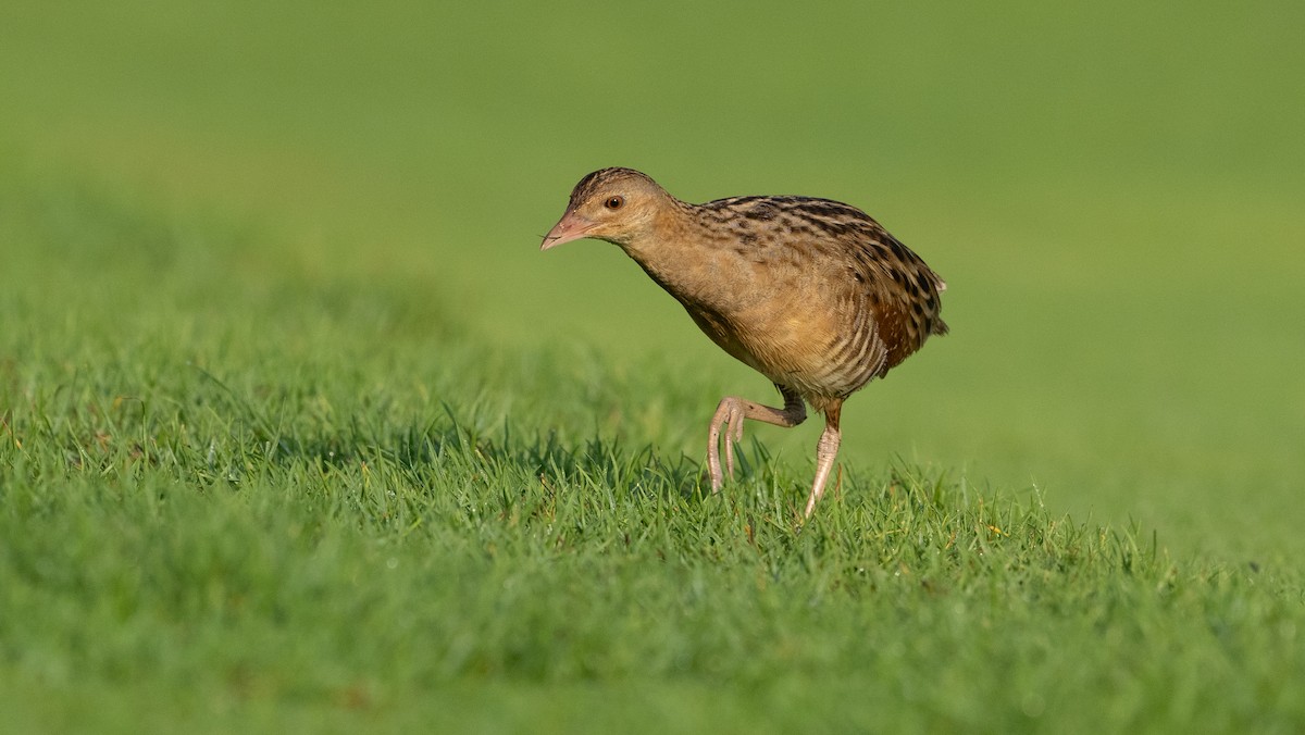 מלכישליו חלודי - ML645116675