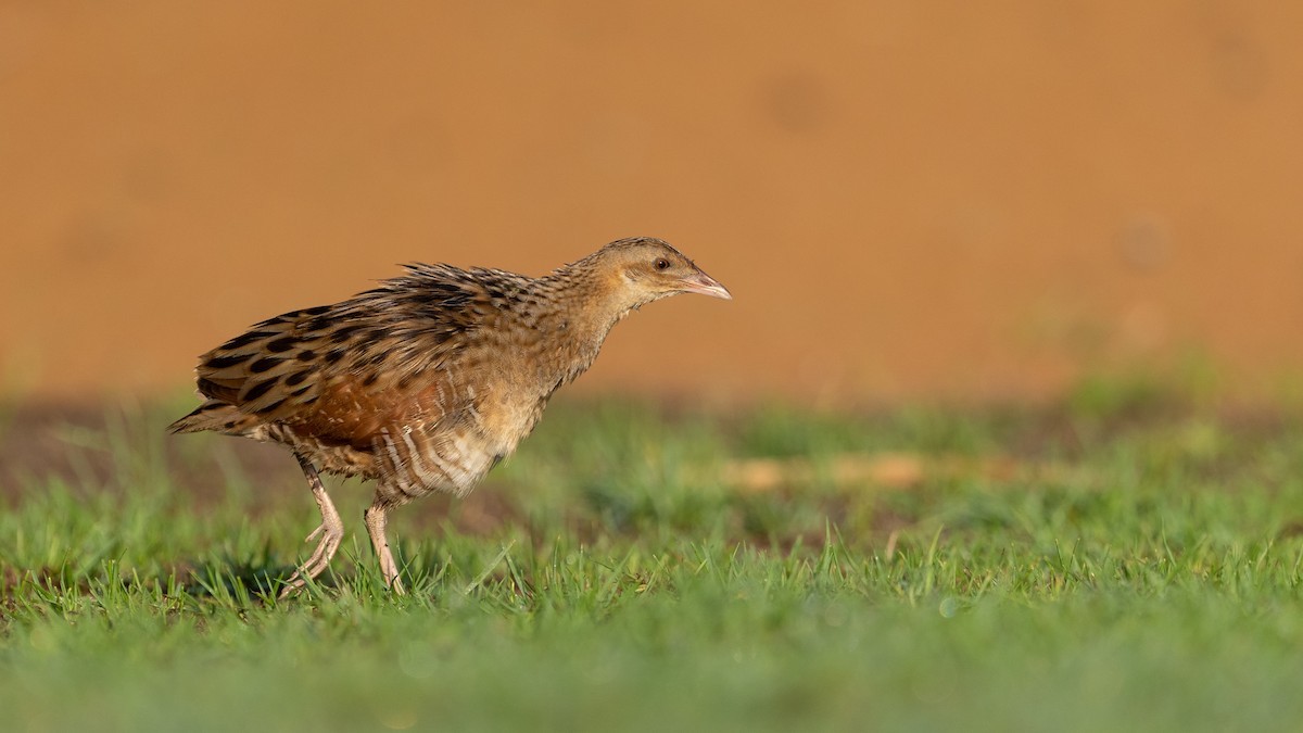 מלכישליו חלודי - ML645116676