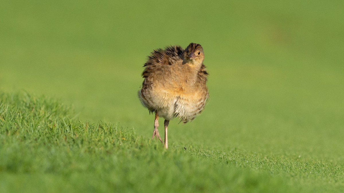 מלכישליו חלודי - ML645116677