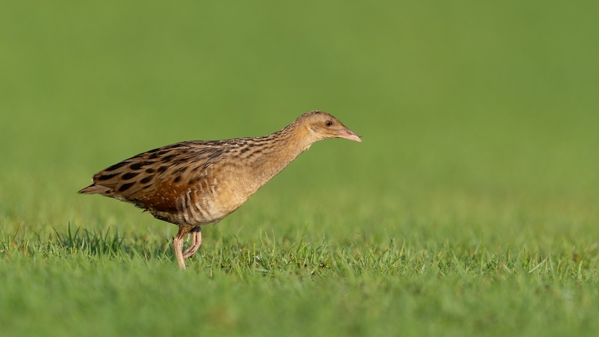 מלכישליו חלודי - ML645116678