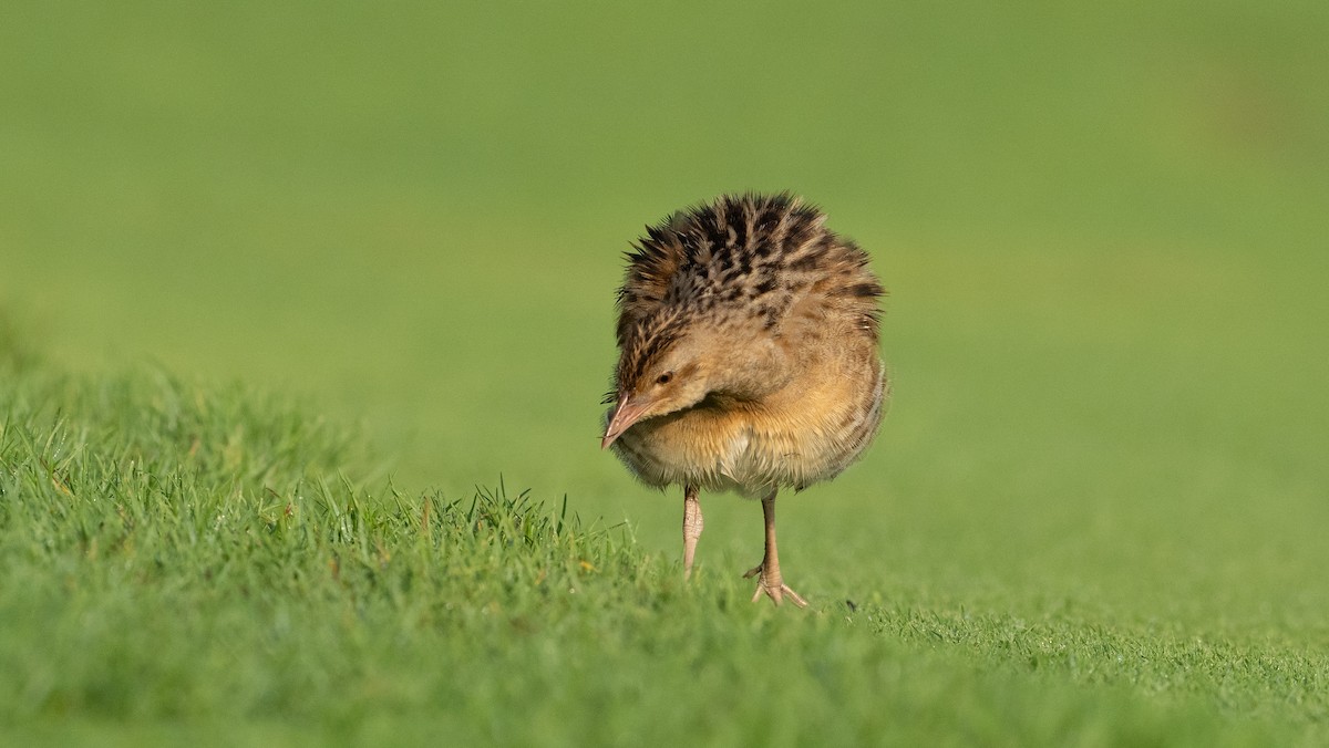 מלכישליו חלודי - ML645116679