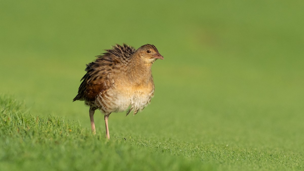 מלכישליו חלודי - ML645116680
