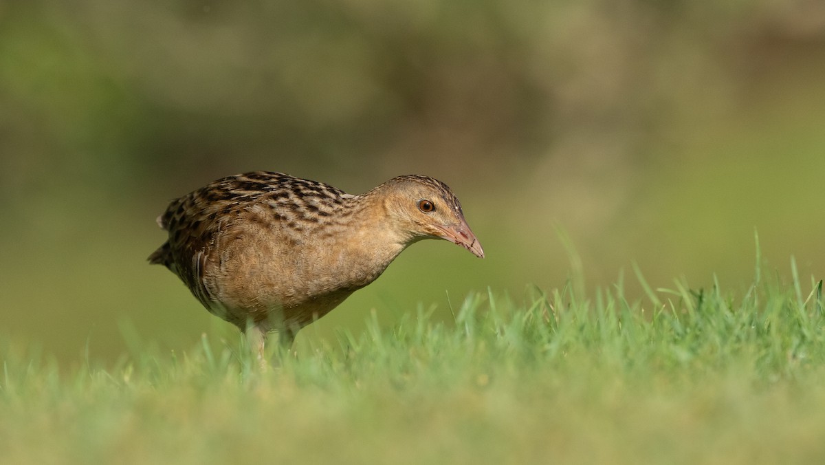מלכישליו חלודי - ML645116681